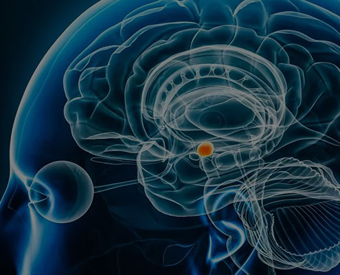 Discovery of Cell Clusters in Amygdala May Lead to Better Treatments for Anxiety