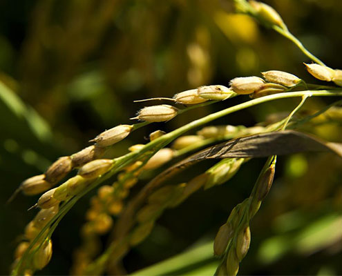 Plant Biologists Identify Method Making High-yielding Rice Affordable and Sustainable