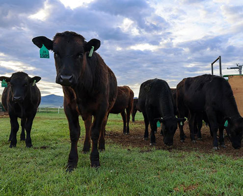 Feeding Grazing Cattle Seaweed Cuts Methane Emissions by Almost 40%