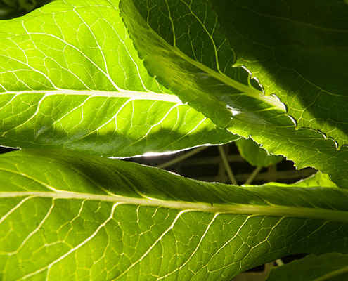 New Center Expands Food Safety Training and Support for Growers