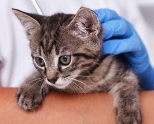 New Vaccine Developed to Protect Against Devastating Cat Disease