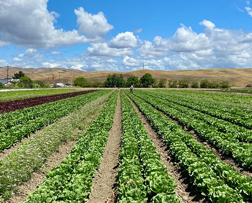Powerful AI Tool Capable of Forecasting Yields of Over 70 California Crops