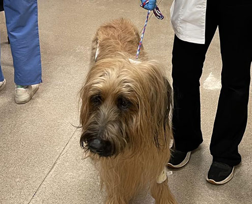 Safer, More Efficient Procedure for Removing Kidney and Bladder Stones in Dogs