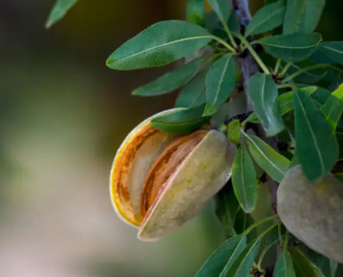 Using Drone Imagery to Manage Nitrogen Improves Efficiency for Almond Growers
